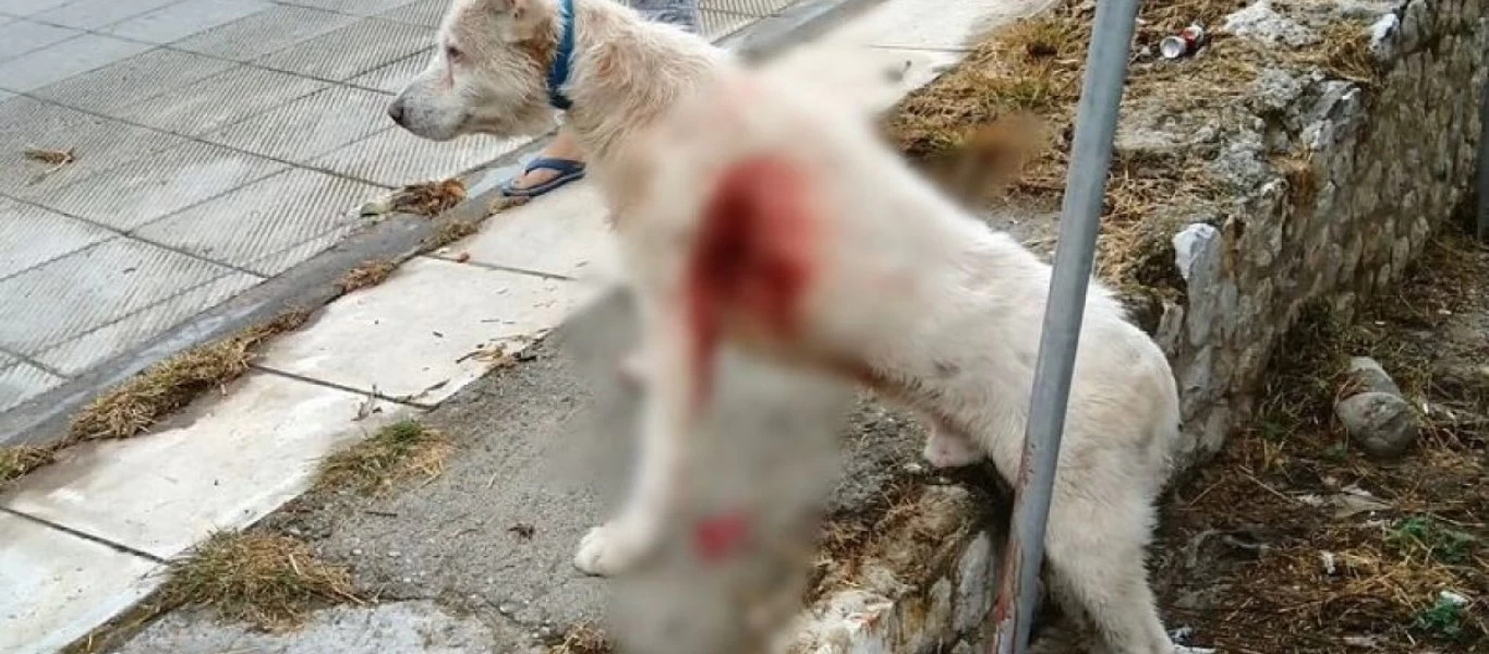 Αμετανόητος ο καθηγητής που μαχαίρωσε τον σκύλο στη Νίκαια - Τι δηλώνει (βίντεο)